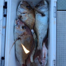 フィッシング キッタカ 釣果