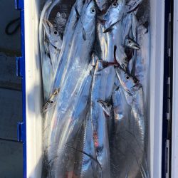 フィッシング キッタカ 釣果