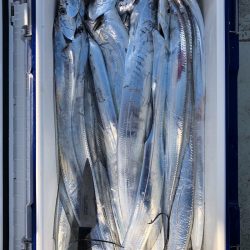 フィッシング　キッタカ 釣果