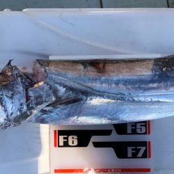 フィッシング　キッタカ 釣果