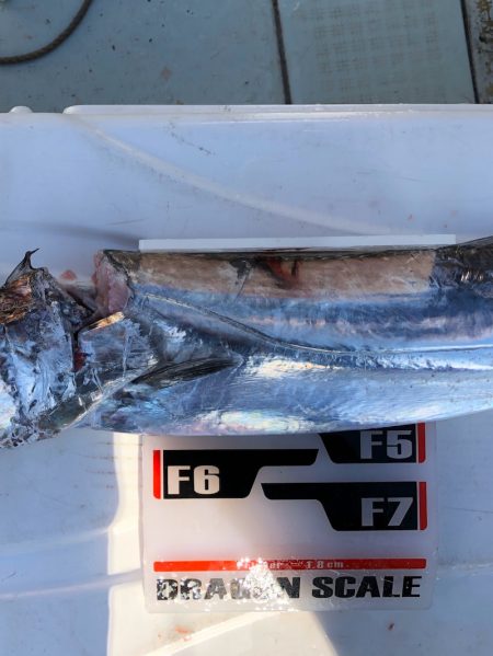 フィッシング　キッタカ 釣果