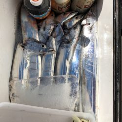 フィッシング キッタカ 釣果