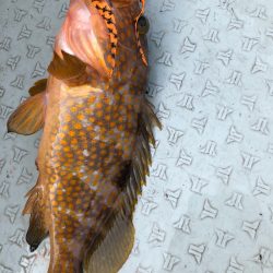 あみや渡船 JIGBOY 釣果