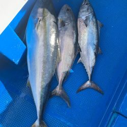 釣鯛洋 釣果