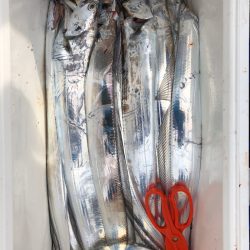 フィッシング キッタカ 釣果