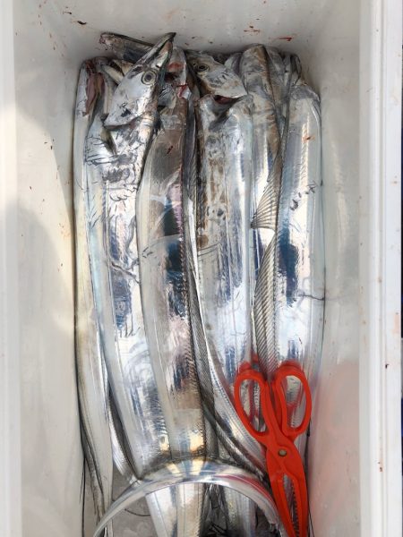 フィッシング キッタカ 釣果