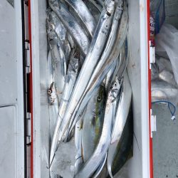 フィッシング キッタカ 釣果