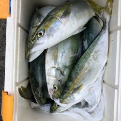 ヤザワ渡船 釣果