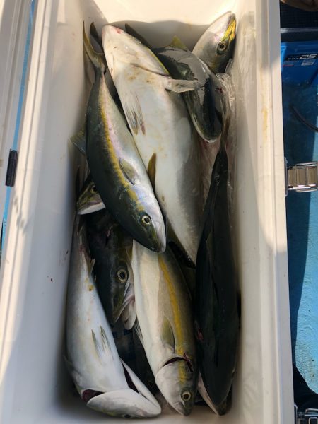 ヤザワ渡船 釣果