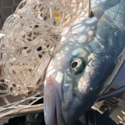 「LaGooN」蒼陽丸 日和号 釣果