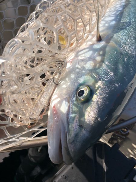 「LaGooN」蒼陽丸 日和号 釣果