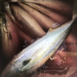 「LaGooN」蒼陽丸 日和号 釣果