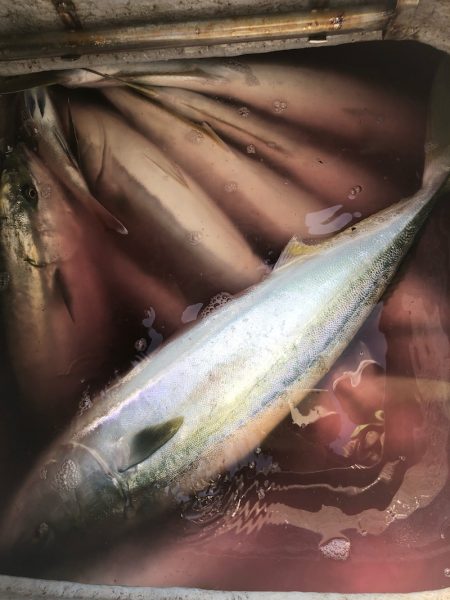 「LaGooN」蒼陽丸 日和号 釣果