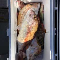 フィッシング キッタカ 釣果