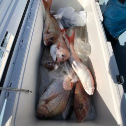 第二八坂丸 釣果