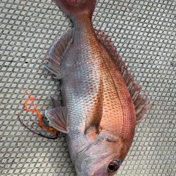 ランスルー 釣果