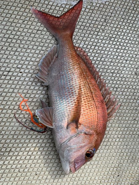 ランスルー 釣果