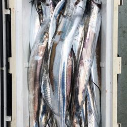 フィッシング キッタカ 釣果