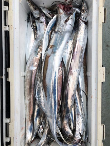 フィッシング キッタカ 釣果