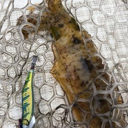 「LaGooN」蒼陽丸 日和号 釣果