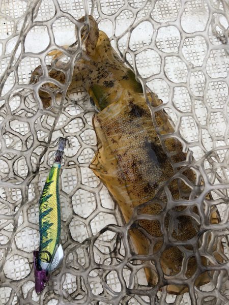 「LaGooN」蒼陽丸 日和号 釣果