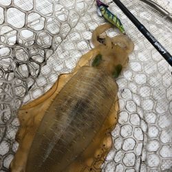 「LaGooN」蒼陽丸 日和号 釣果