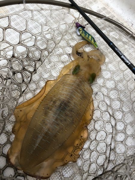 「LaGooN」蒼陽丸 日和号 釣果