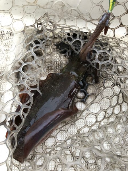 「LaGooN」蒼陽丸 日和号 釣果