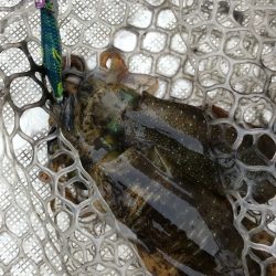 「LaGooN」蒼陽丸 日和号 釣果