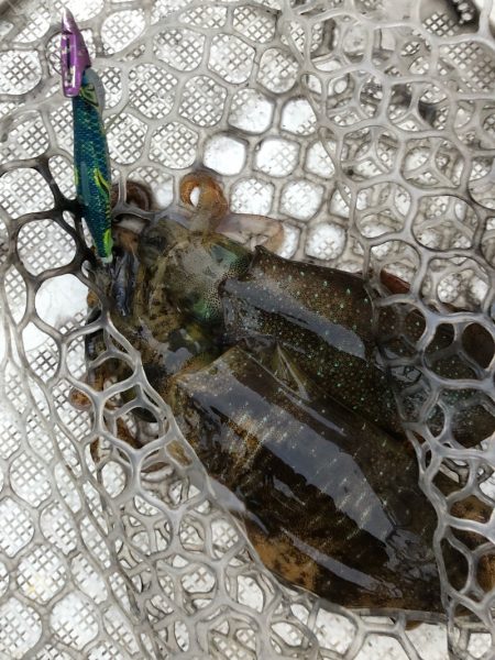 「LaGooN」蒼陽丸 日和号 釣果