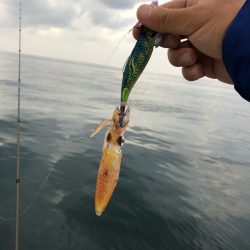 「LaGooN」蒼陽丸 日和号 釣果