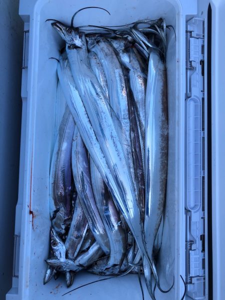 フィッシング キッタカ 釣果