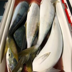 第二八坂丸 釣果