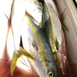 第二八坂丸 釣果