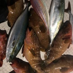 「LaGooN」蒼陽丸 日和号 釣果