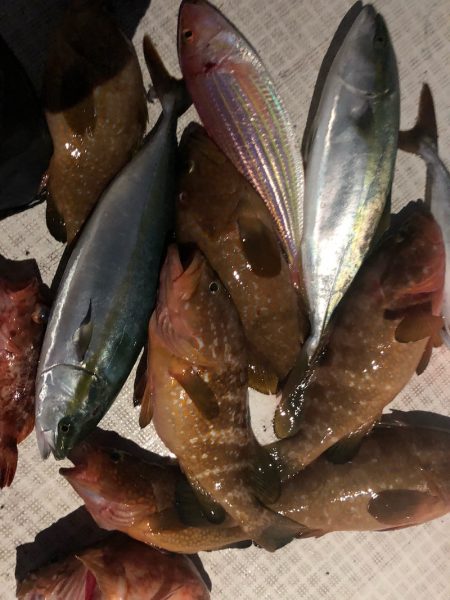 「LaGooN」蒼陽丸 日和号 釣果