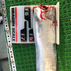 フィッシング キッタカ 釣果