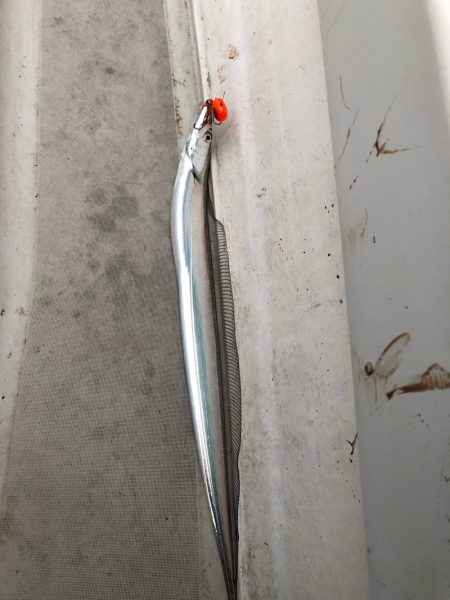 末広丸(熊本) 釣果