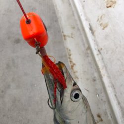 末広丸(熊本) 釣果