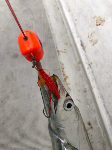 末広丸(熊本) 釣果