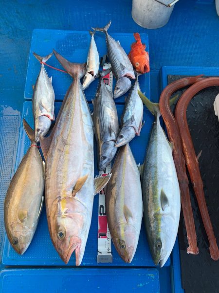 釣鯛洋 釣果