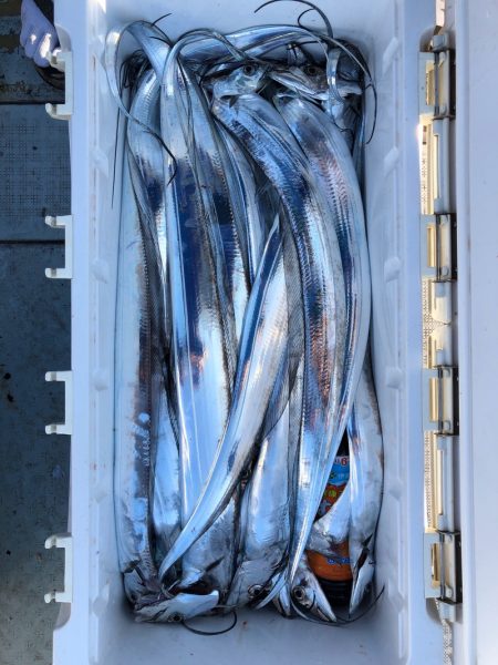 フィッシング キッタカ 釣果