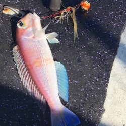 あみや渡船 JIGBOY 釣果