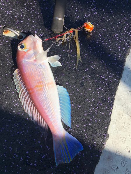 あみや渡船 JIGBOY 釣果