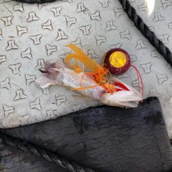 あみや渡船 JIGBOY 釣果