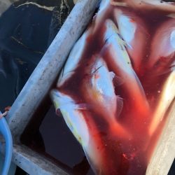 あみや渡船 JIGBOY 釣果