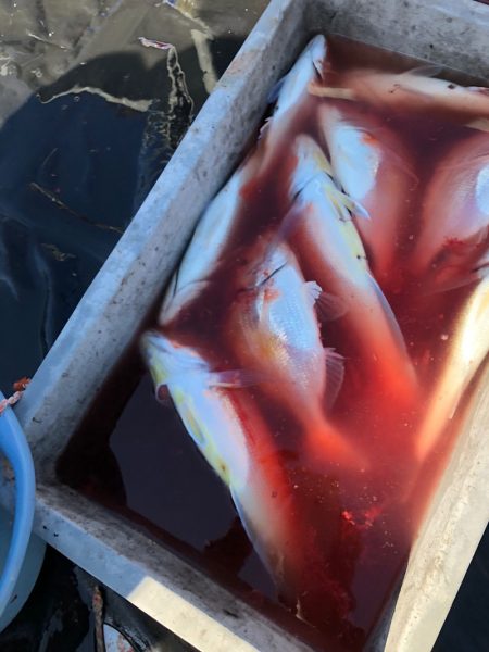 あみや渡船 JIGBOY 釣果