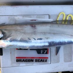 フィッシング キッタカ 釣果