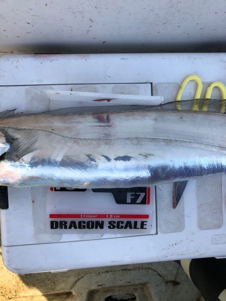 フィッシング キッタカ 釣果