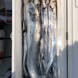 フィッシング キッタカ 釣果